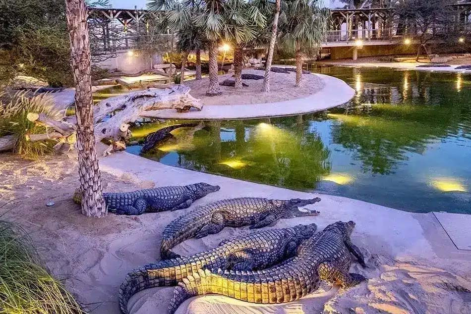 Dubai Crocodile Park Tickets | 2024 Best Offer